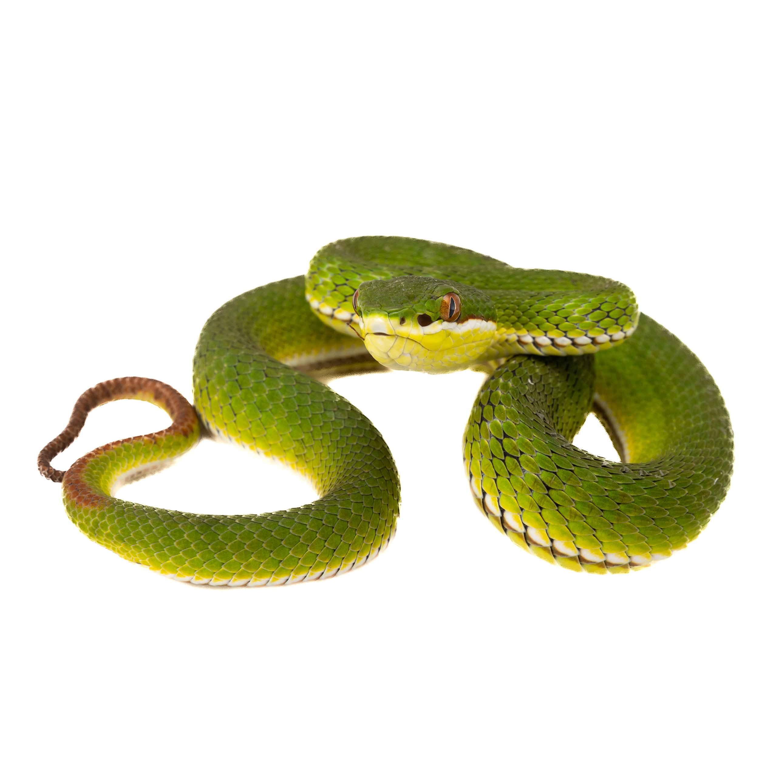 Bamboo Pit Viper - White-lipped Pit Viper - Trimeresurus albolabris.jpg