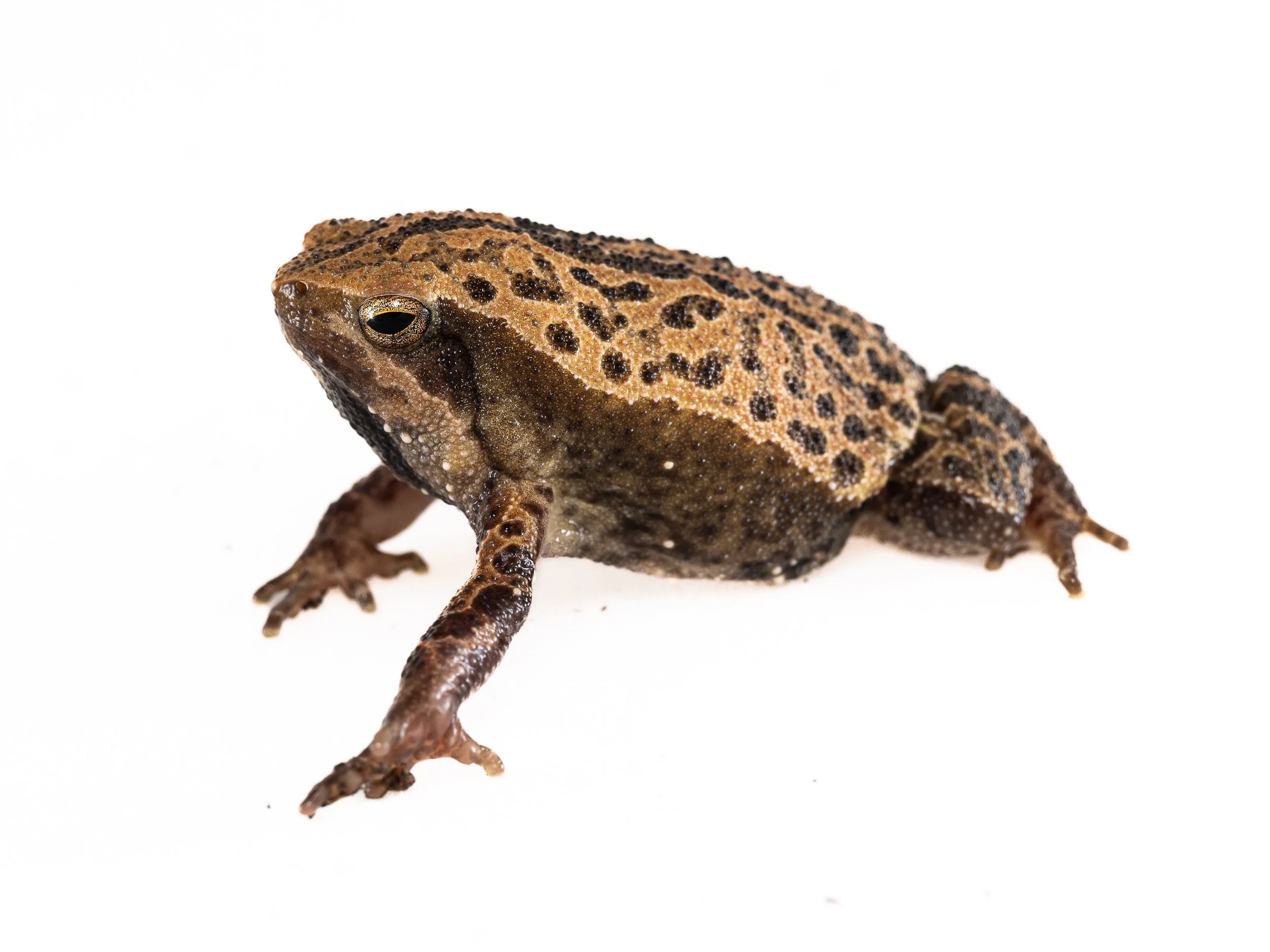 Spotted Narrow-mouthed Frog - Kalophrynus interlineatus-6.jpg