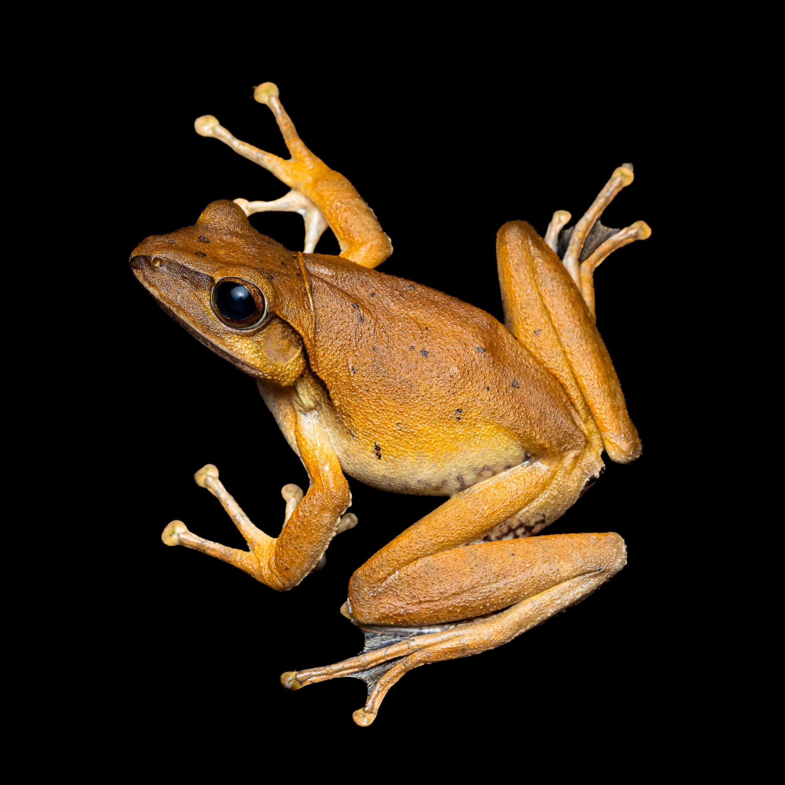 Brown Tree Frog.jpg