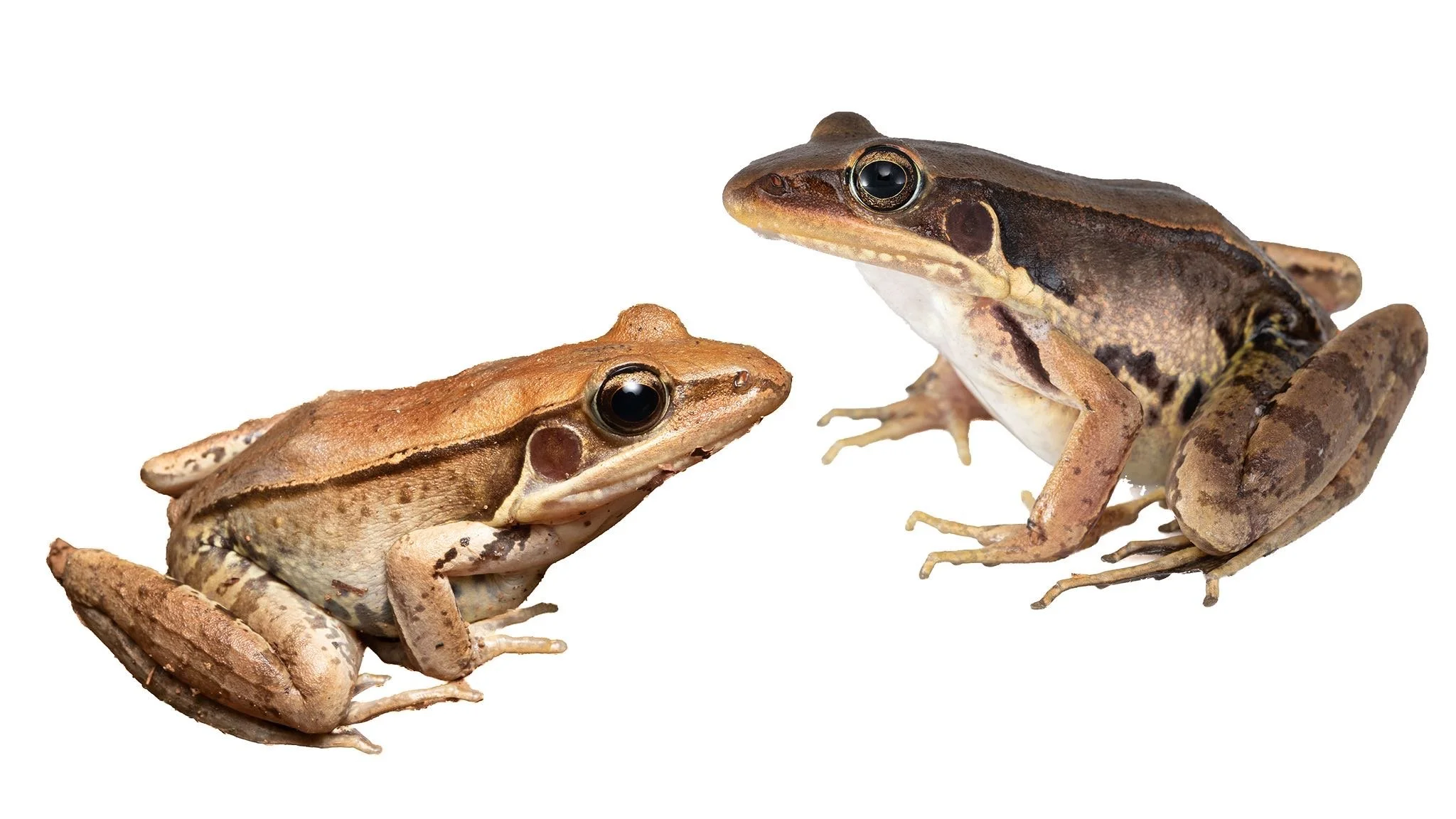 Gunters Frog - Sylvirana guntheri.JPEG