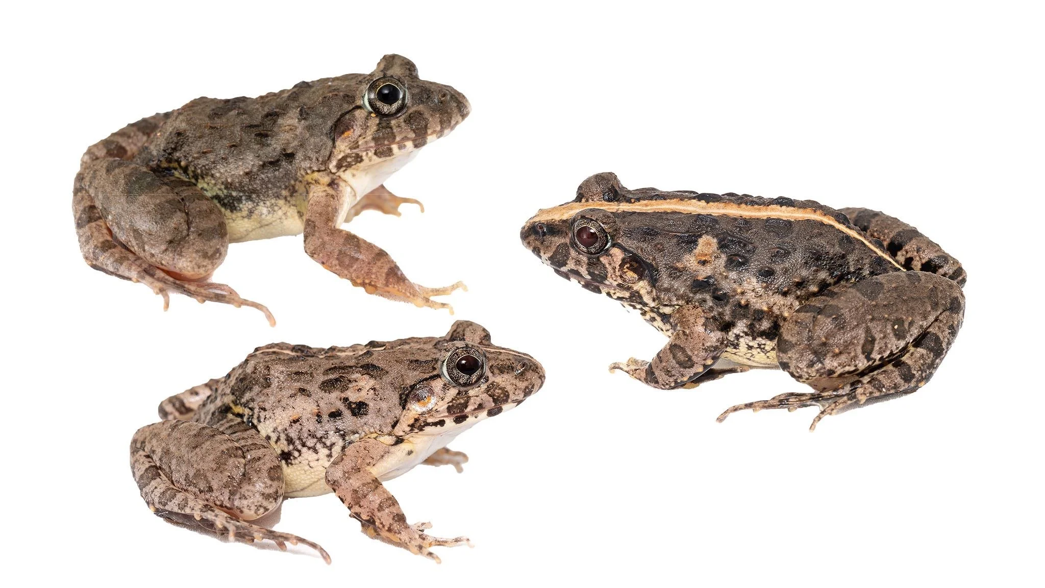 Paddy frog - Fejervarya limnocharis 1.JPEG