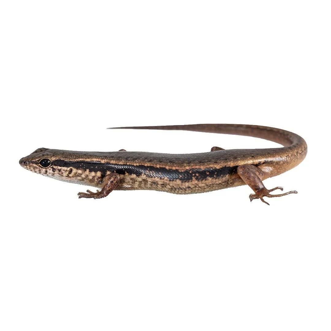 Indian Foreset Skink.JPEG