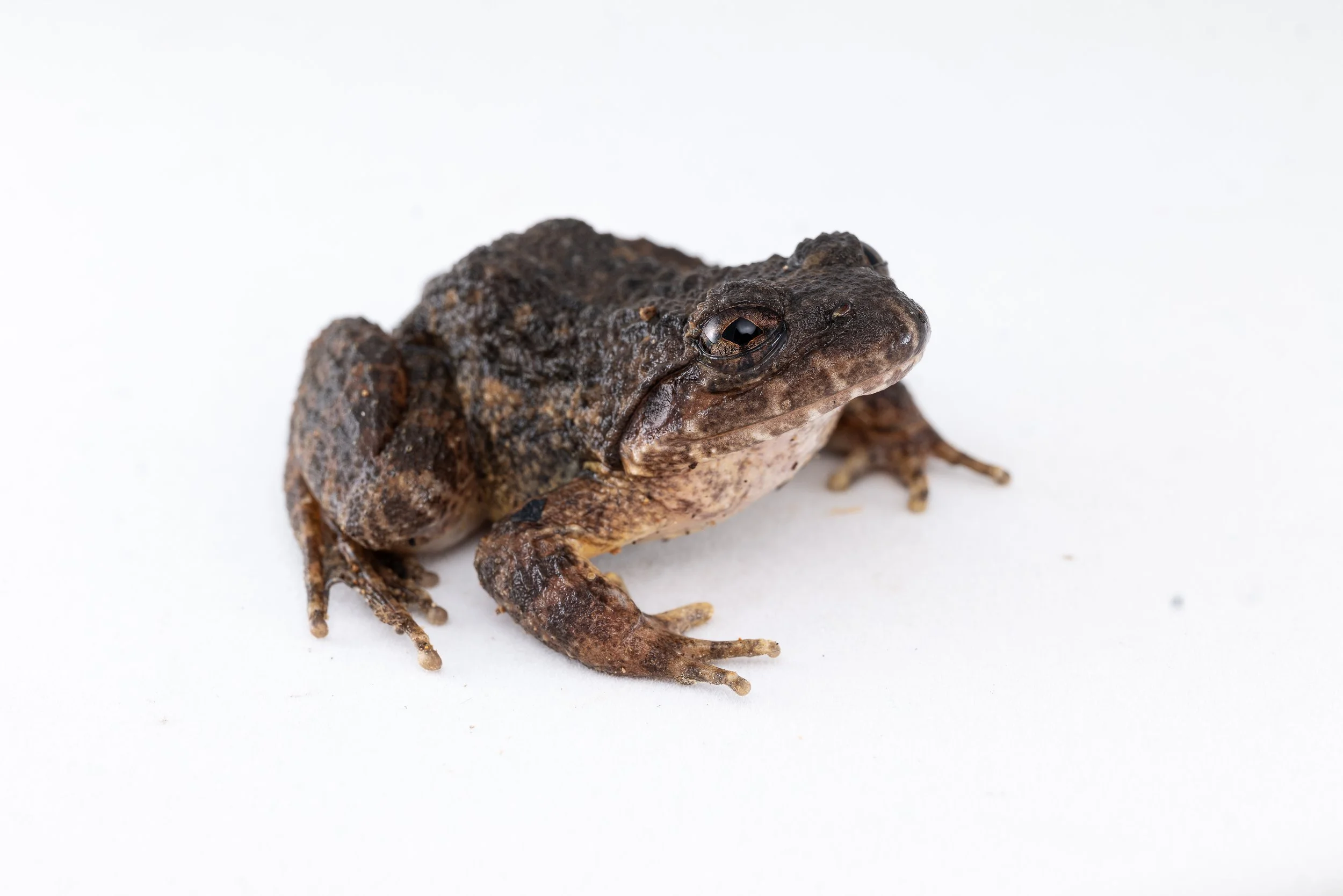Lesser Spiny Frog - Paa exilispinosa-6.jpg