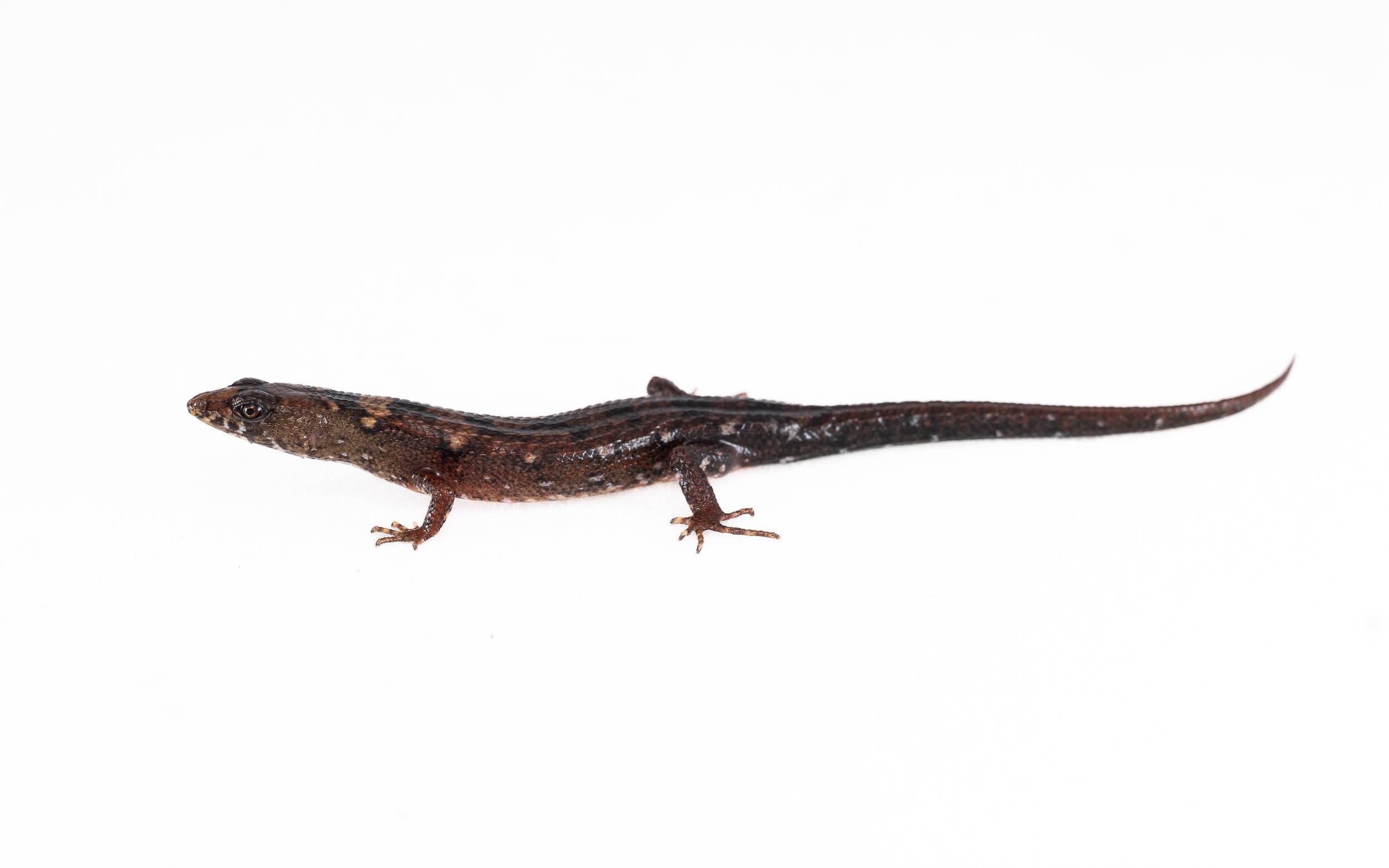 Chinese Water-side Skink - Tropidophorus sinicus.jpg