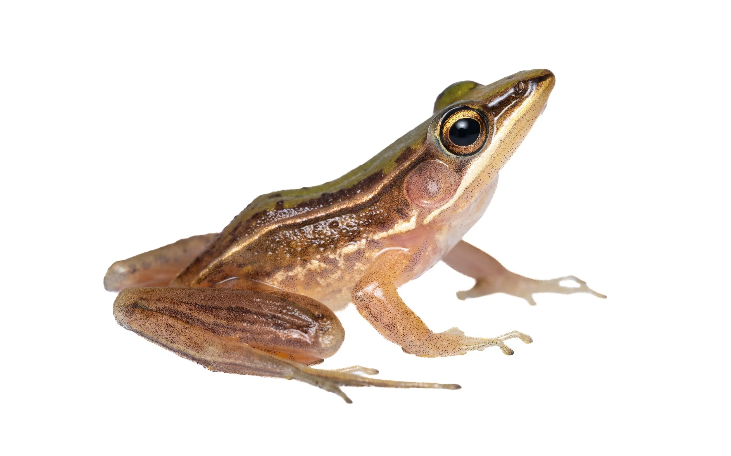 Two-lined Grass Frog-9.jpg