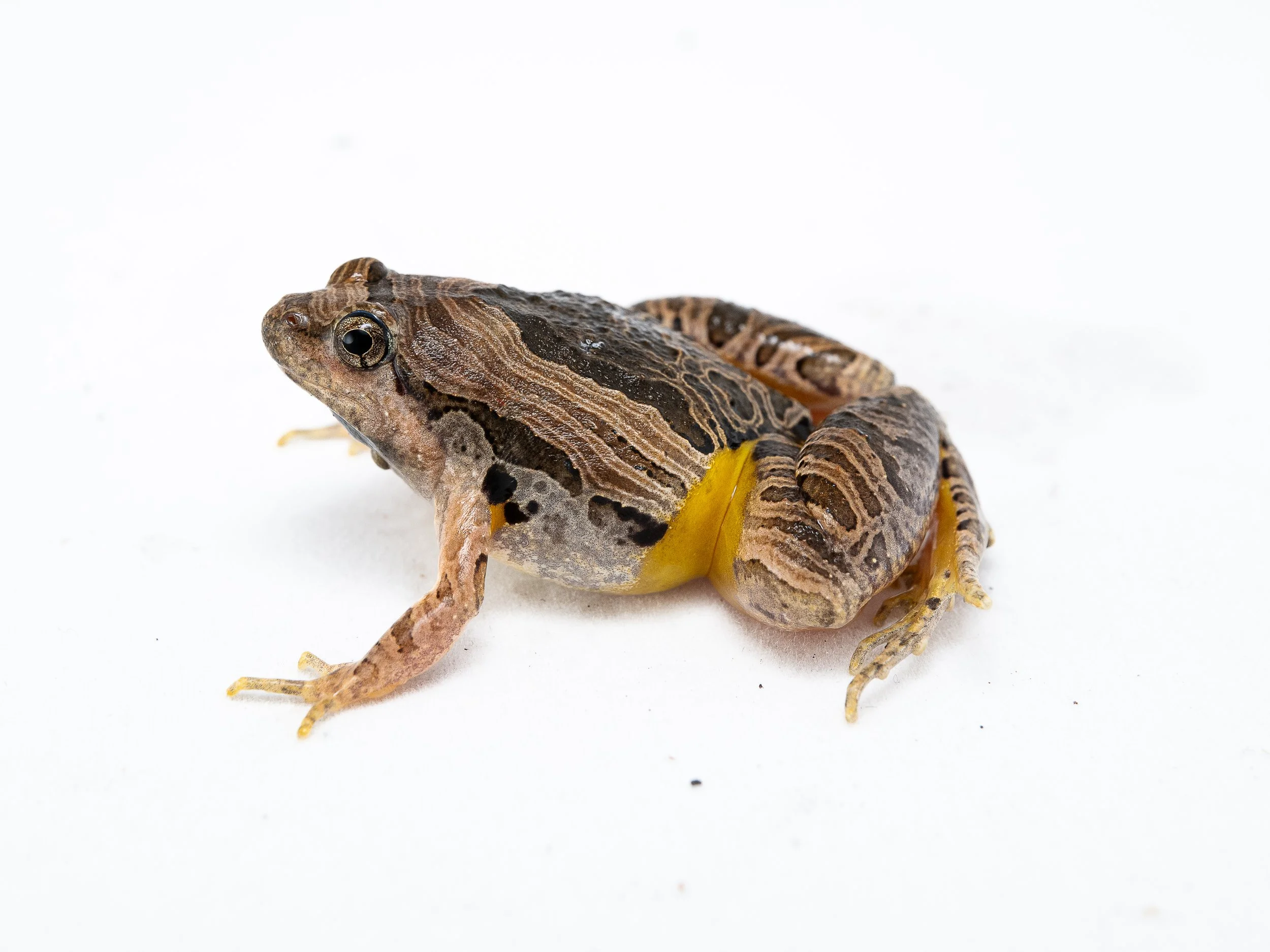 Marbled Pigmy Frog - Microhyla pulchra.jpg