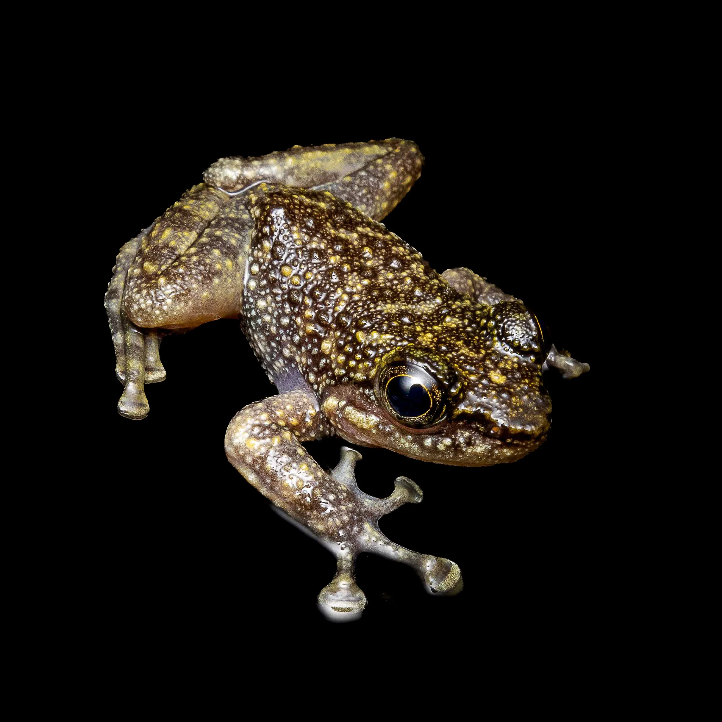 Hong Kong Cascade Frog-2.jpg