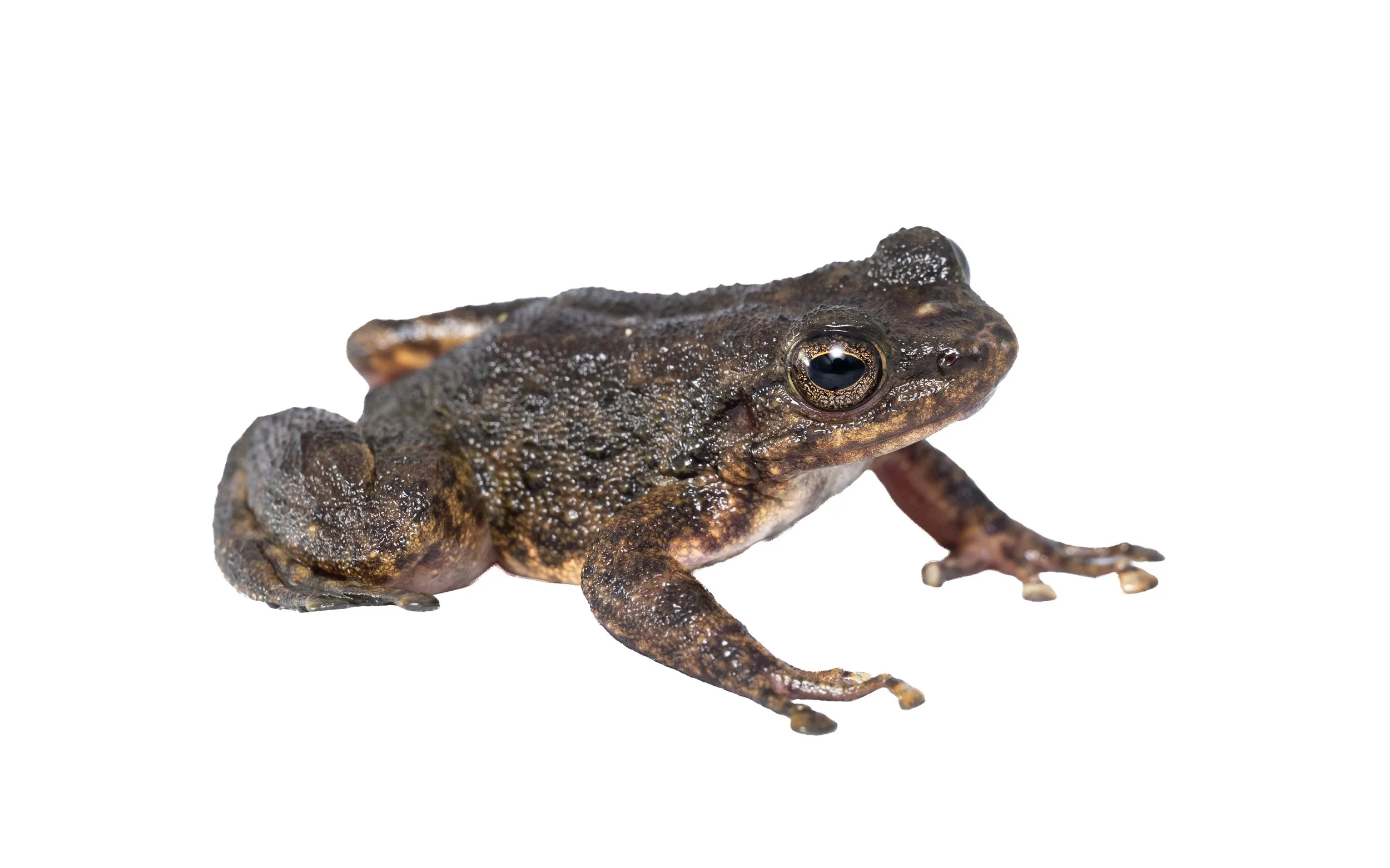 South China Cascade Frog - Amolops albispinus-3.jpg