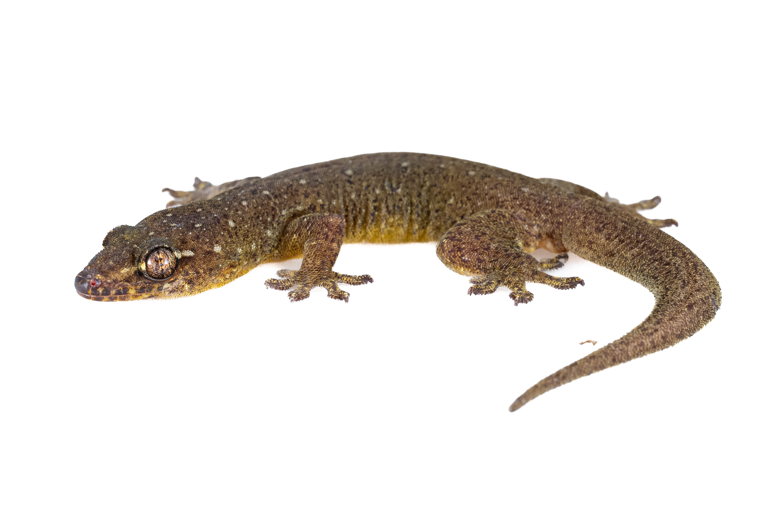 Four Claw Gecko-6.png