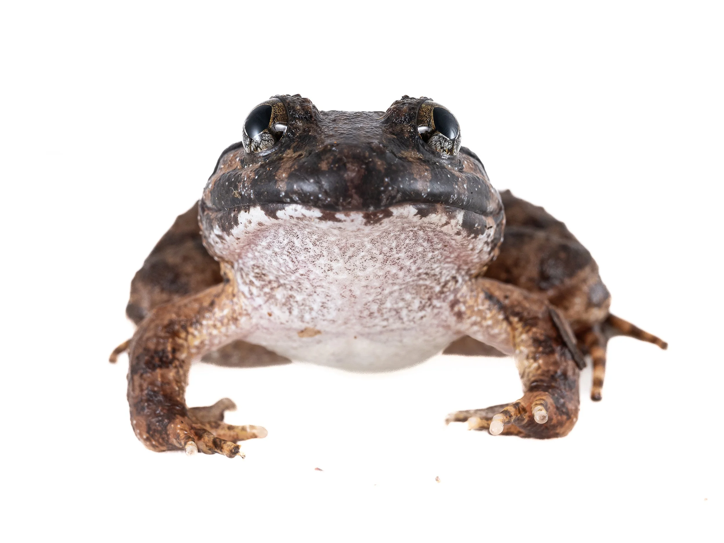 Big-headed Frog - Limnonectes fujianensis-11.jpg