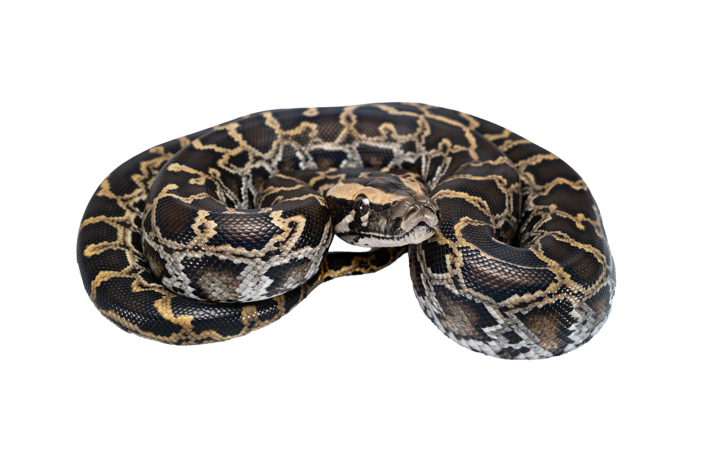 Burmese python - Python bivittatus-4.jpg