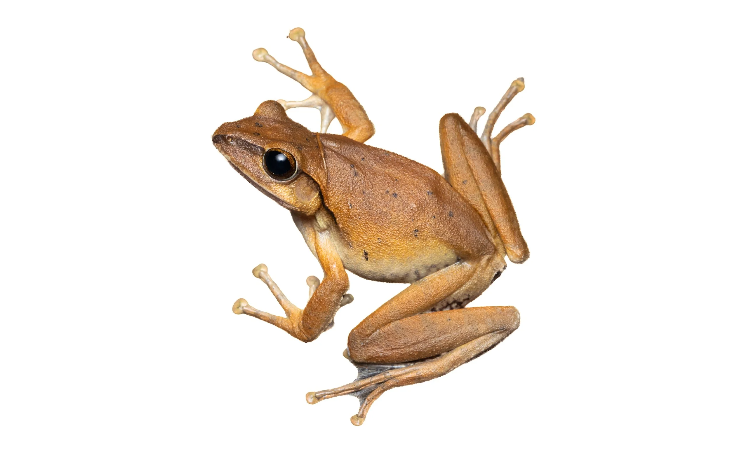 Brown Tree Frog-24.jpg