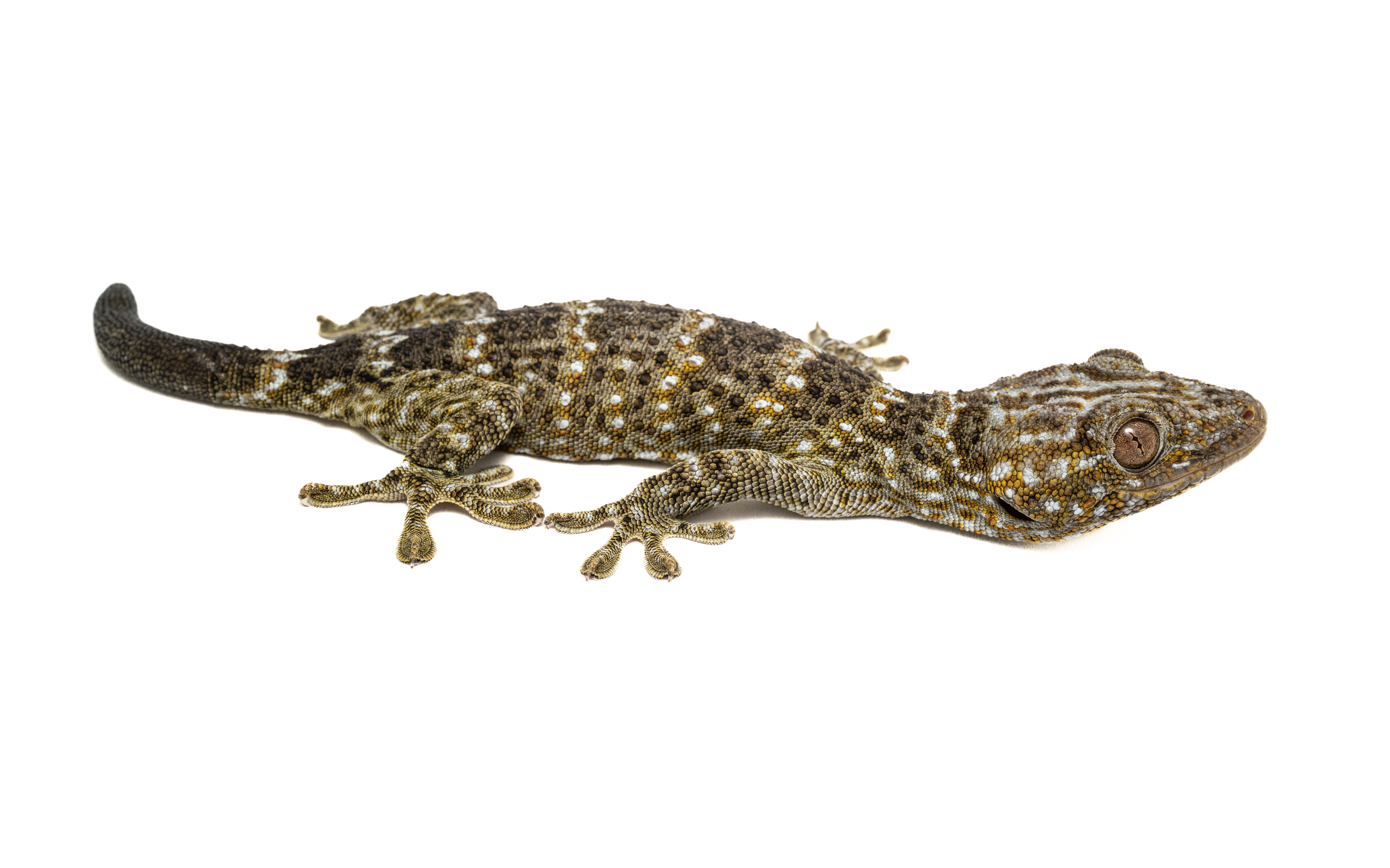 Tokay Gecko-2.png