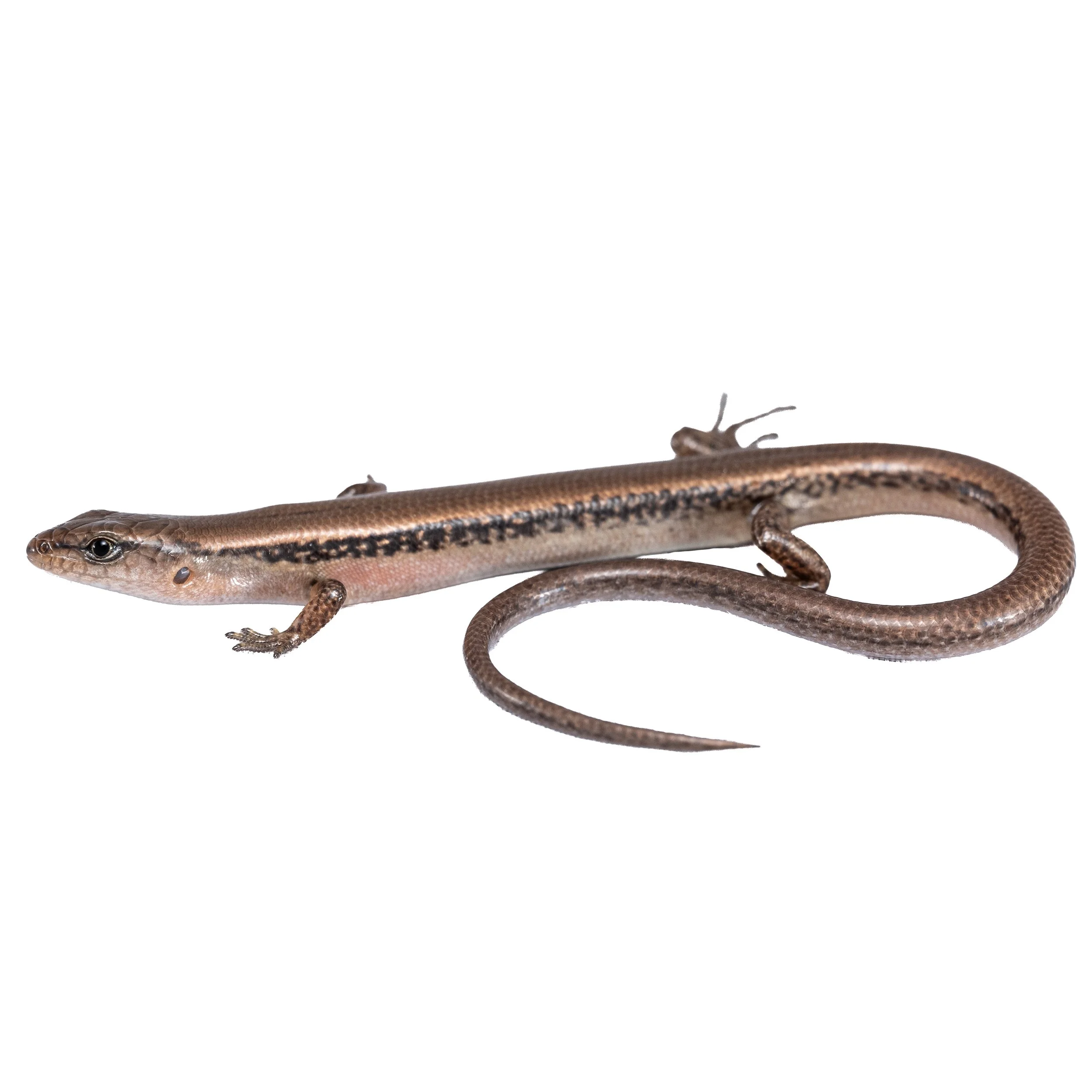 Reeves Smooth Forest Skink - Scincella reevesii-4.jpg