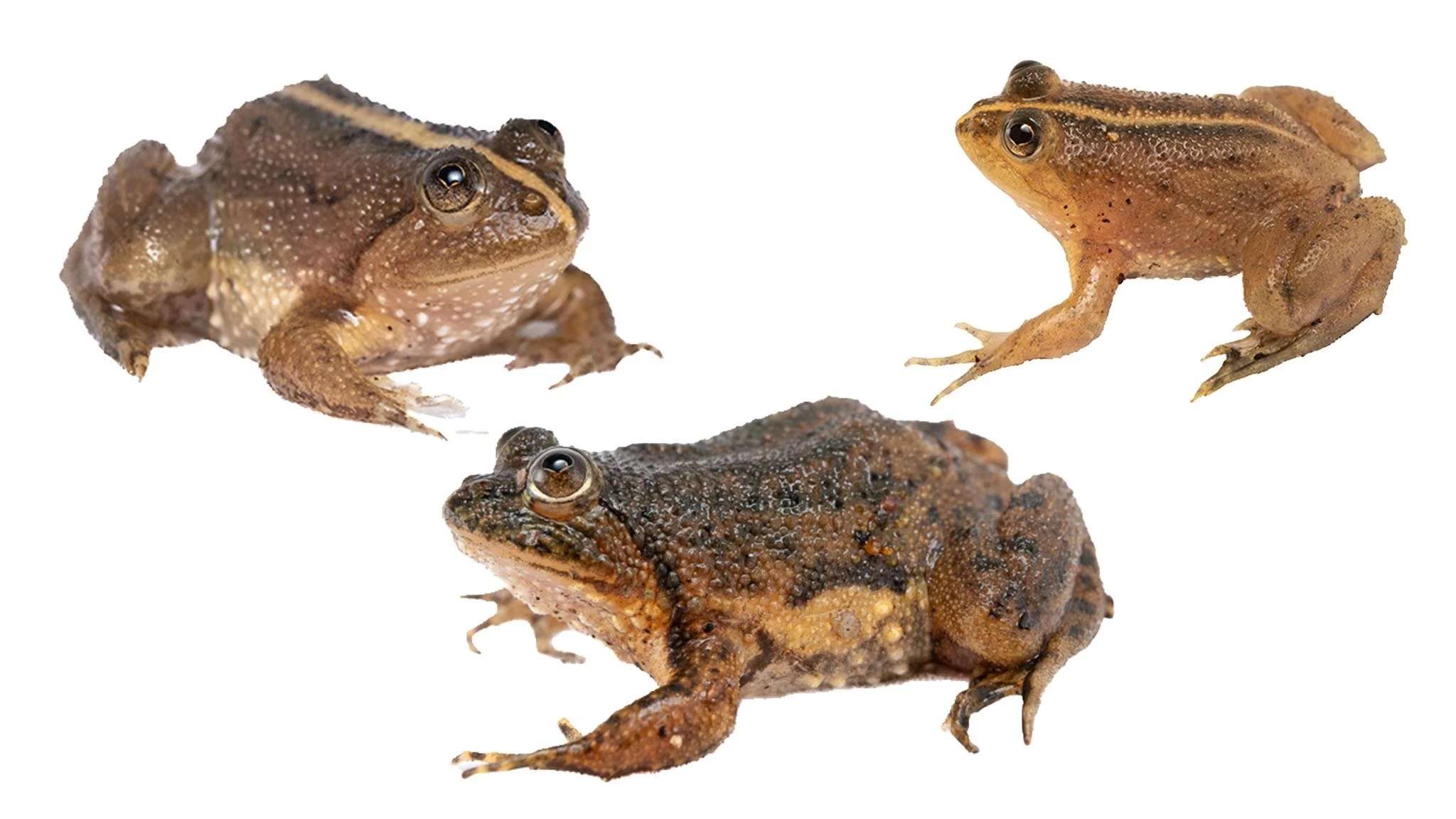 Floating Frog - Rough skinned floating frog - Occidozyga lima.JPEG