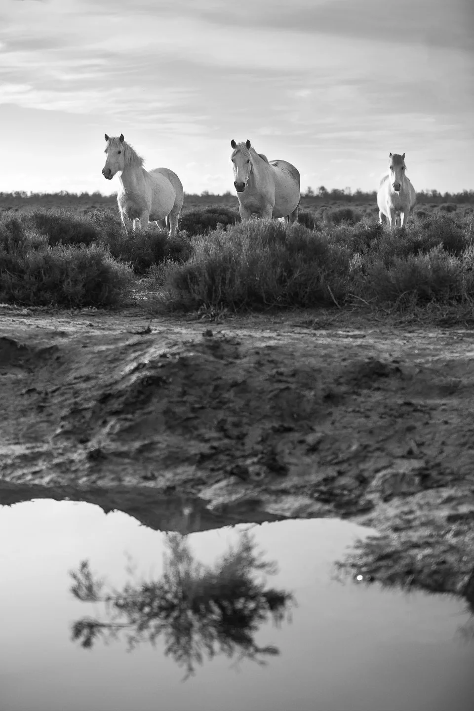 Terre sauvage