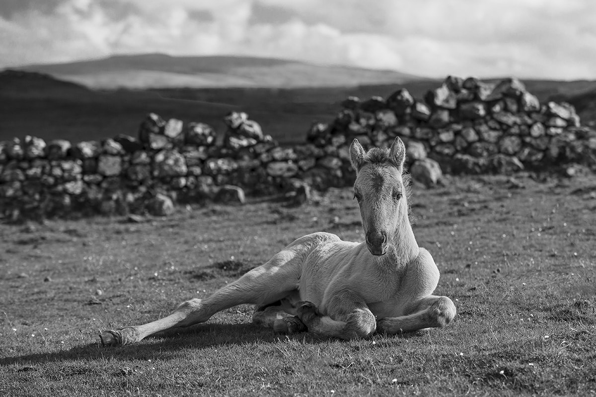 Poulain au repos sur sa terre
