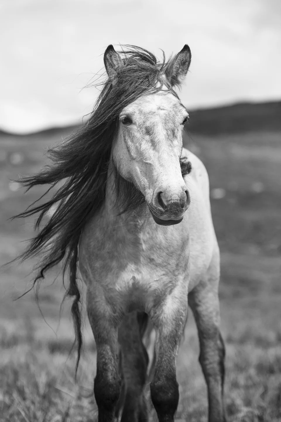 Dreadlocks