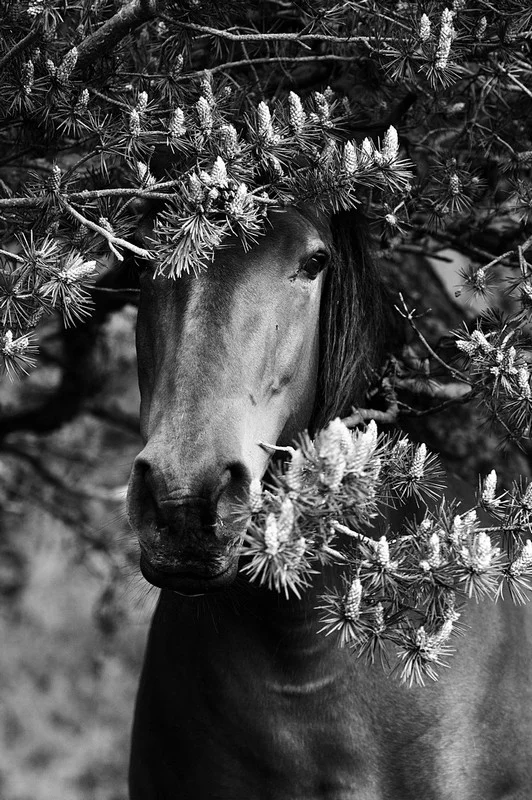 Princesse du Vercors