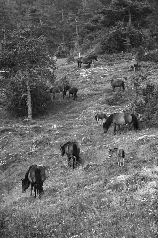 Vercors sur Vercors