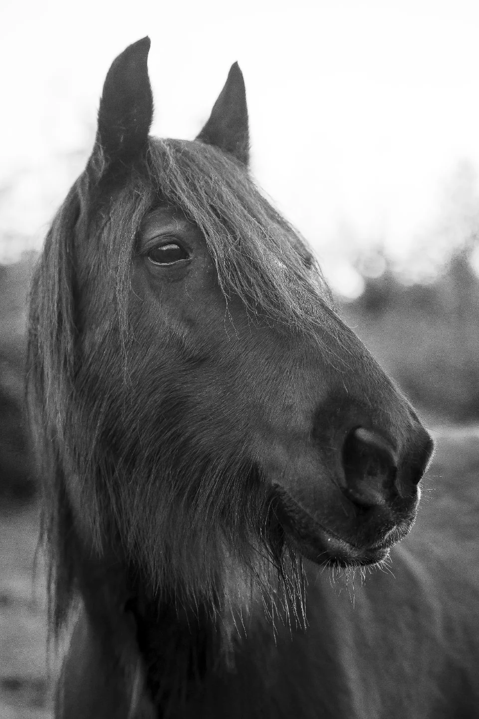 Gitano