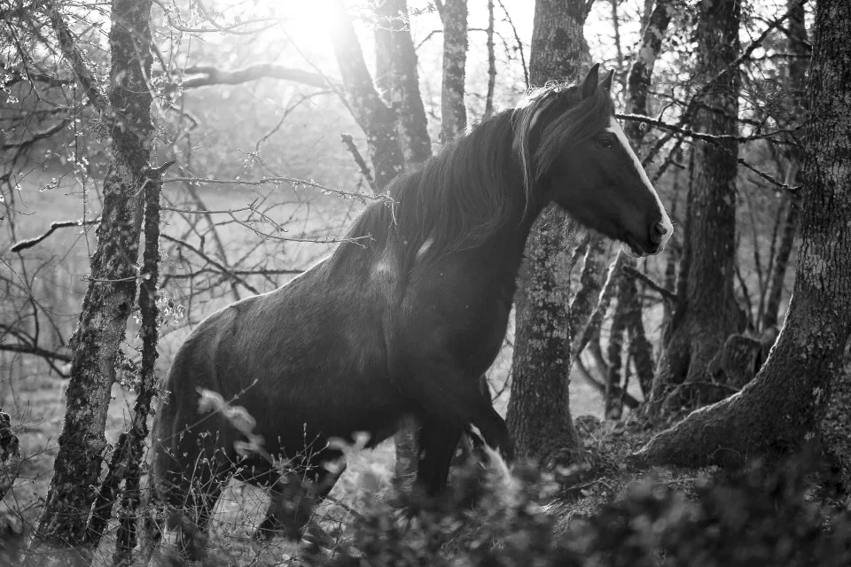 Rejoindre la forêt