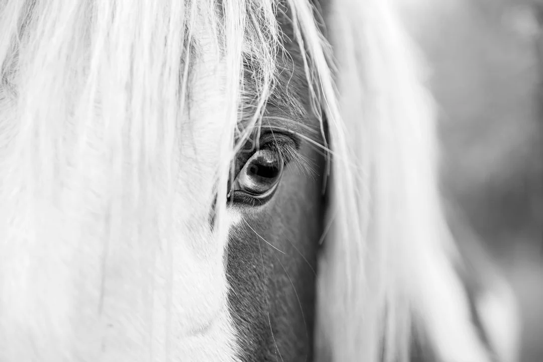 Oeil d'Irish I