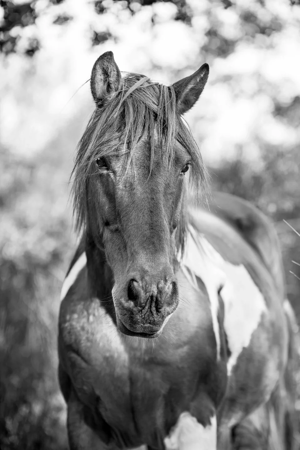 Portrait au couchant