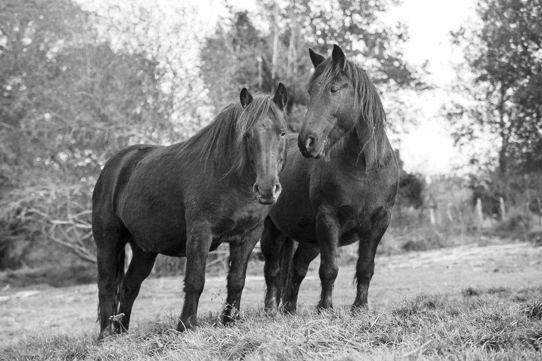 Duo de Mérens