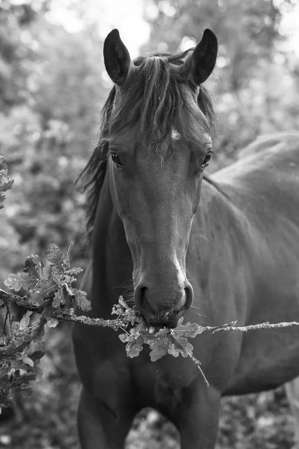 La Branche