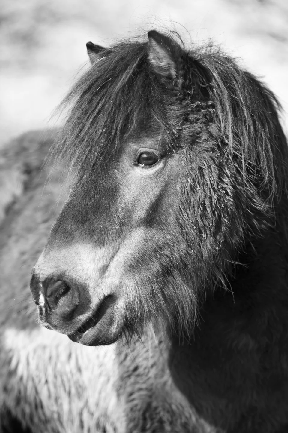 Shetland