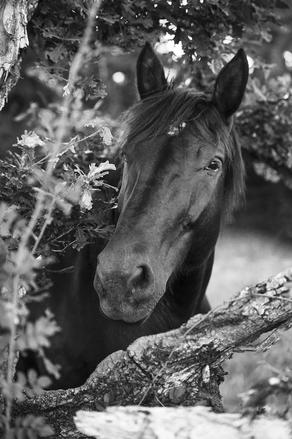 Regard par la fenêtre