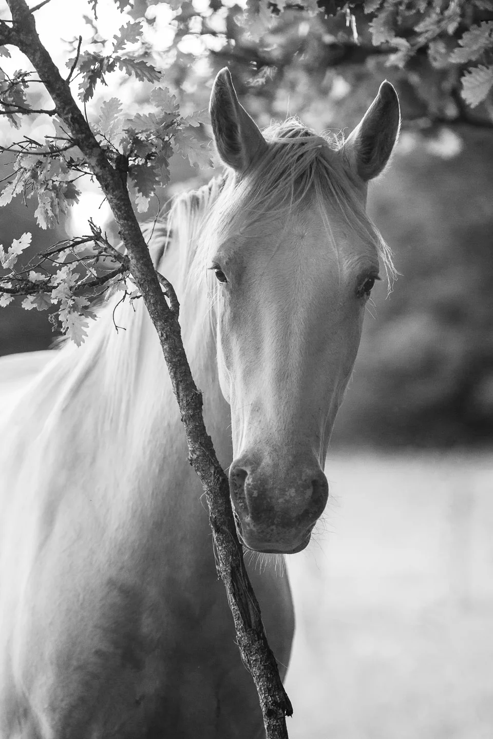 Portrait à la branche