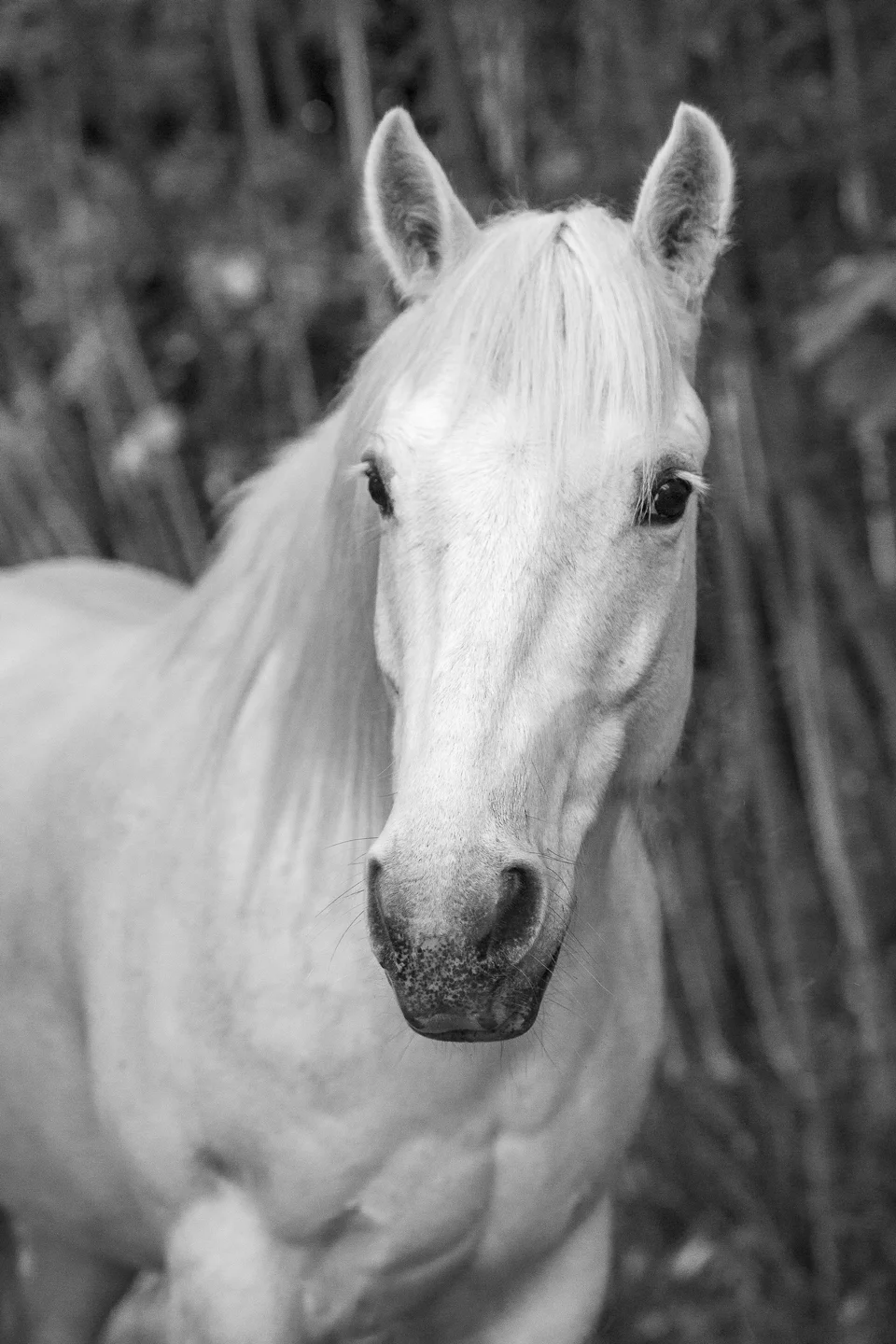 Regard prodond