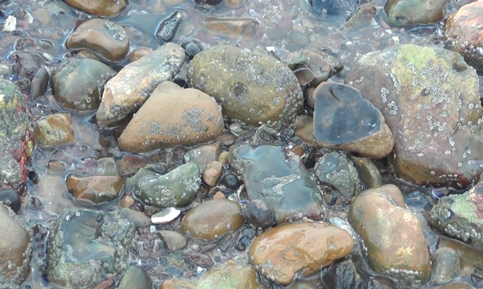 Pebbles.png