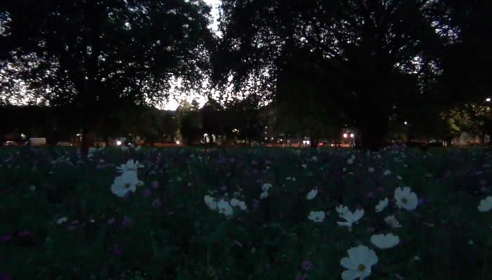 LondonFields.jpg