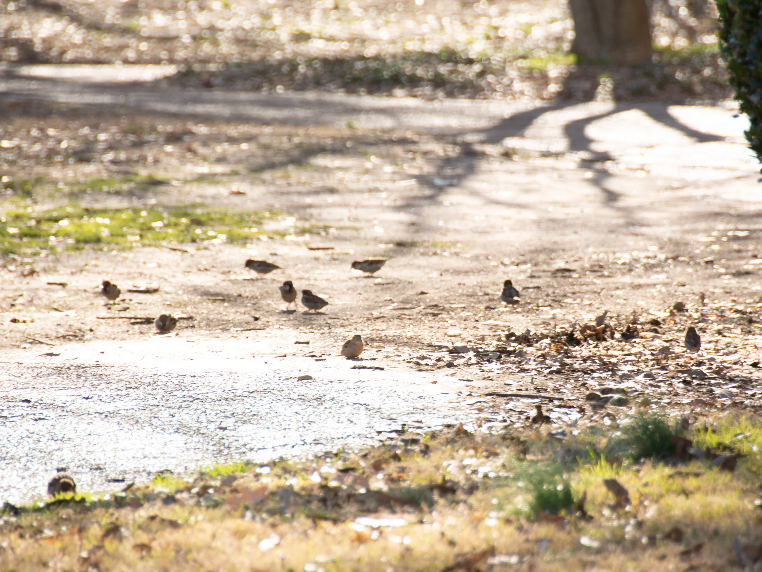 Sparrows.jpg