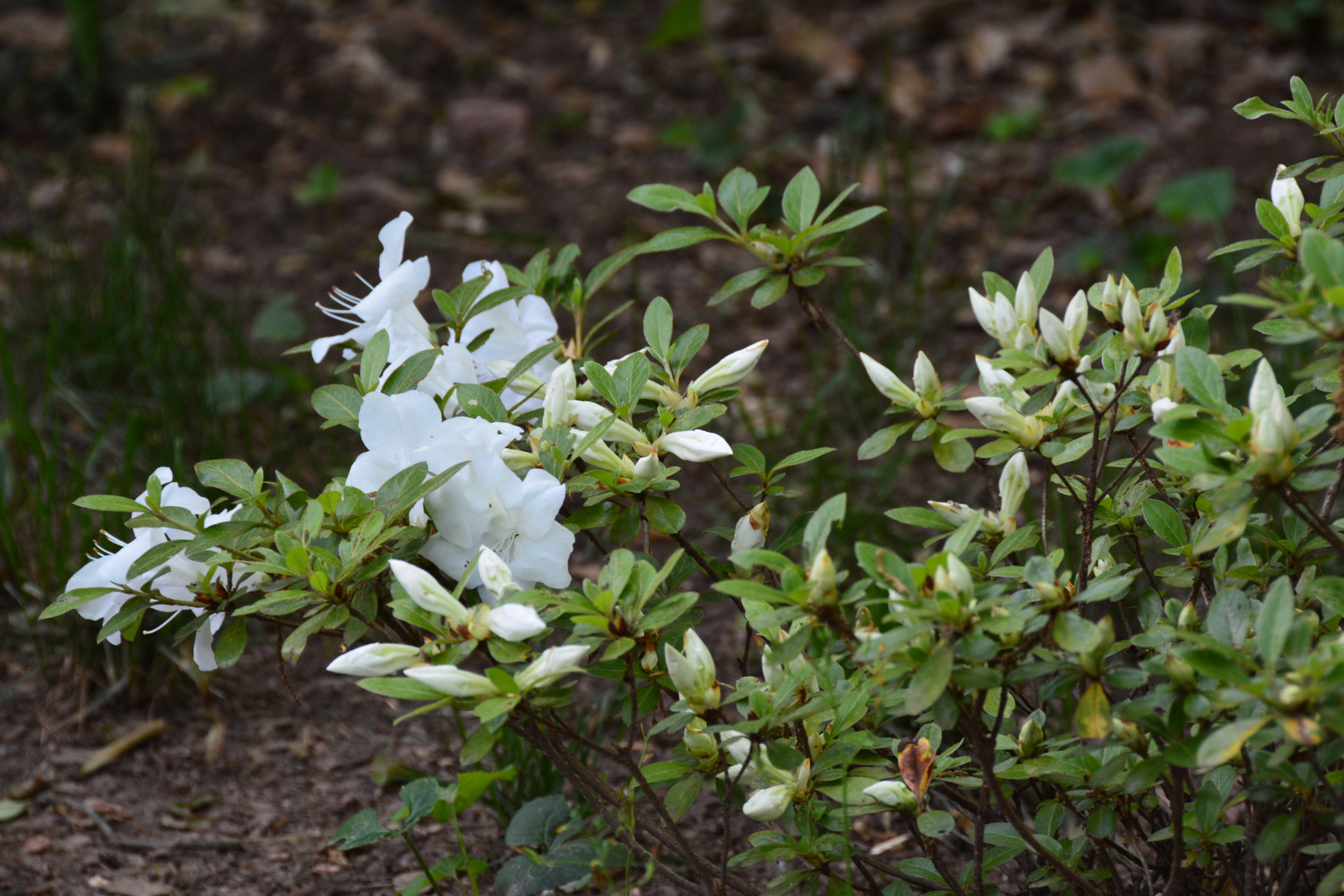 DSC_0141.JPG