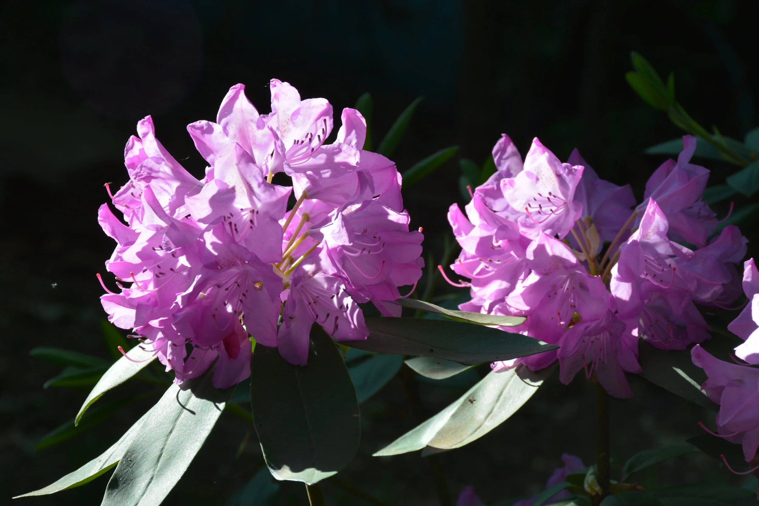 DSC_0150.JPG