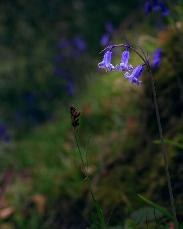Never say Never. I always say that I am never going to photograph Bluebells again, but I always do, every year because they are so beautiful. These two were having a conversation, well more of an argument: The Bluebell was flouting her beauty and com