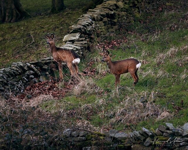 Hoi Polloi. I was really excited to get this picture of roe deer, but they are getting so common and very bold. The male in the front is trying to attract the attention of other members of the group to warn them that it&rsquo;s time to get home to th