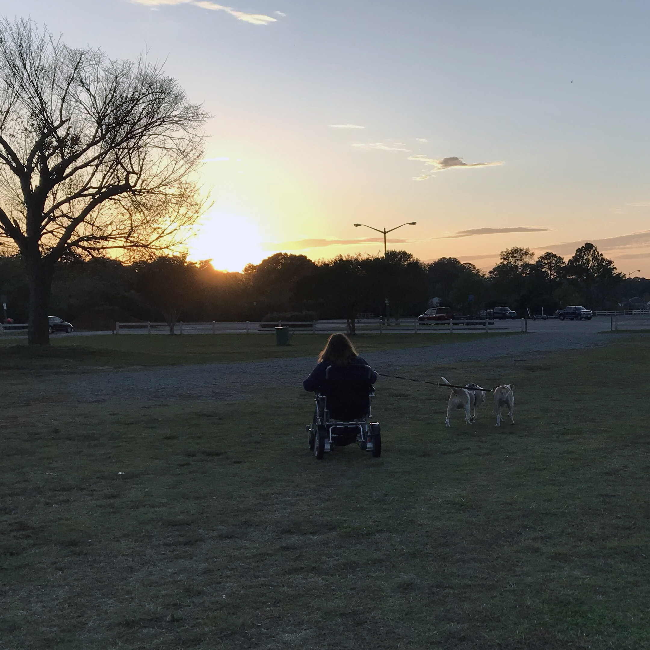 Tiffanny-Thomason-Walking-Dogs-Life-In-A-Wheelchair.jpg
