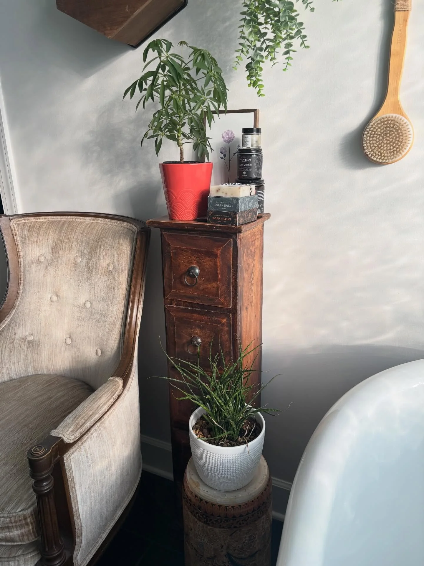 Fostering these plants for a friend who was displaced by the winter storm in Nashville. She has many indoor plants that were shocked in the cold during a power outage and a small group of us has divided them amongst ourselves to nurse them back to he