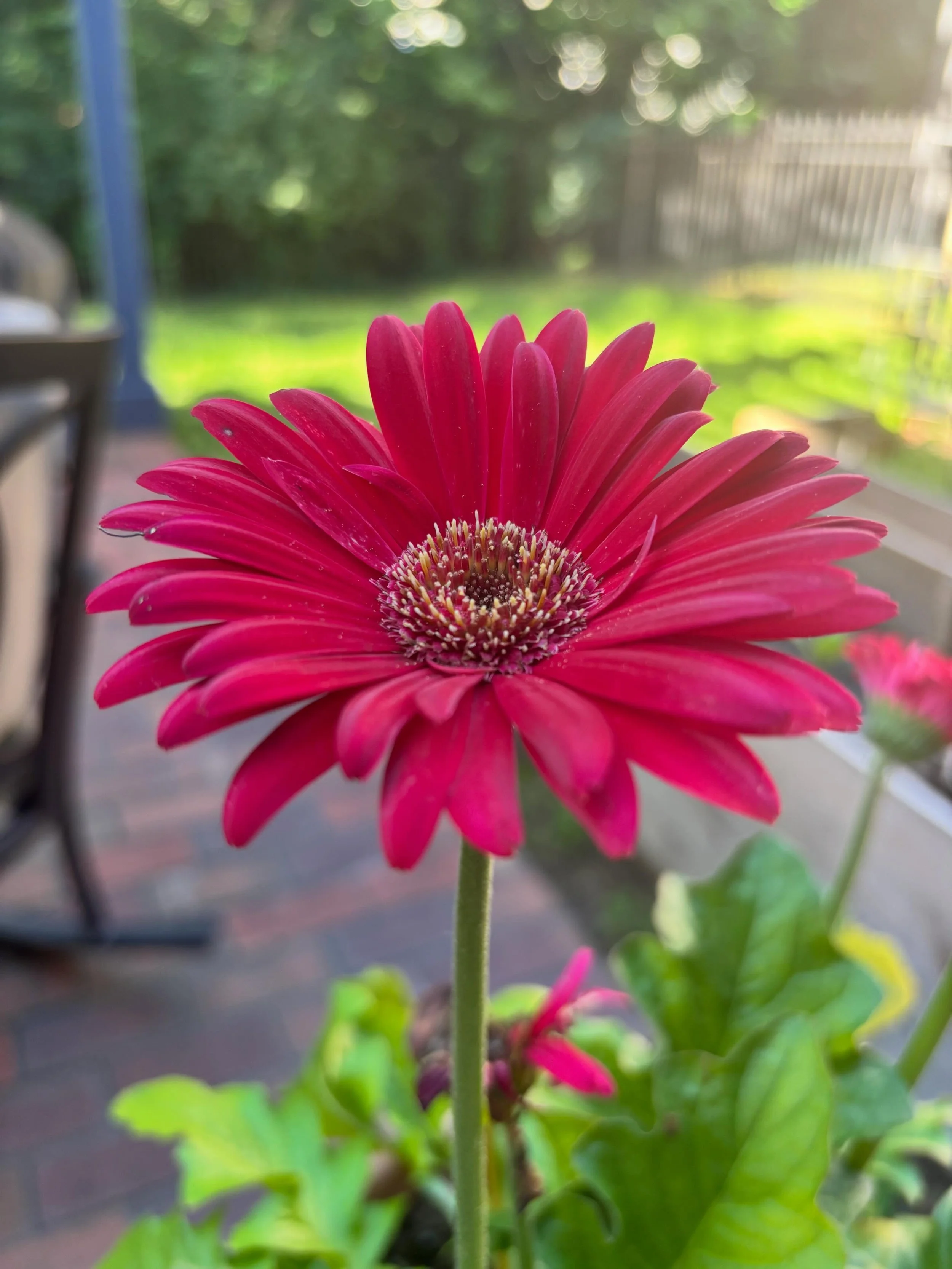 Ain&rsquo;t she a beaut? Just having my morning coffee on the back patio and decided to do a little energy experimentation with her. When I hover my hand over the stem, the energy field feels luke warm and smooth. When I hover my hand right over the 