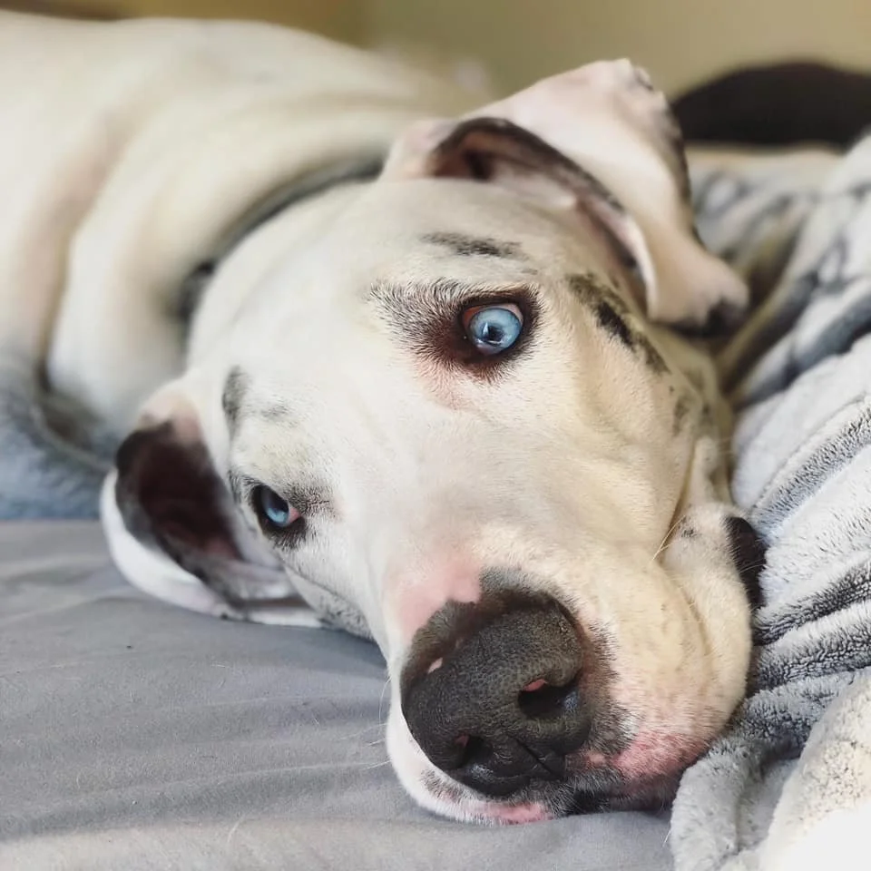 Close-up portrait of a white Great Dane with striking blue eyes resting on a bed, looking calmly toward the camera.