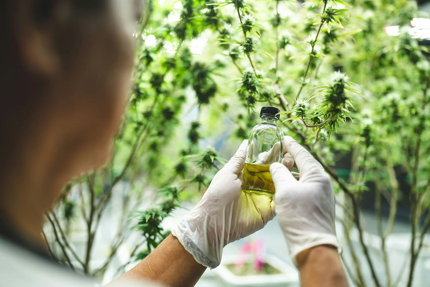 Scientist in blurred foreground is holding a bottle of CBD oil in gloved hands with green marijuana plants in the background.