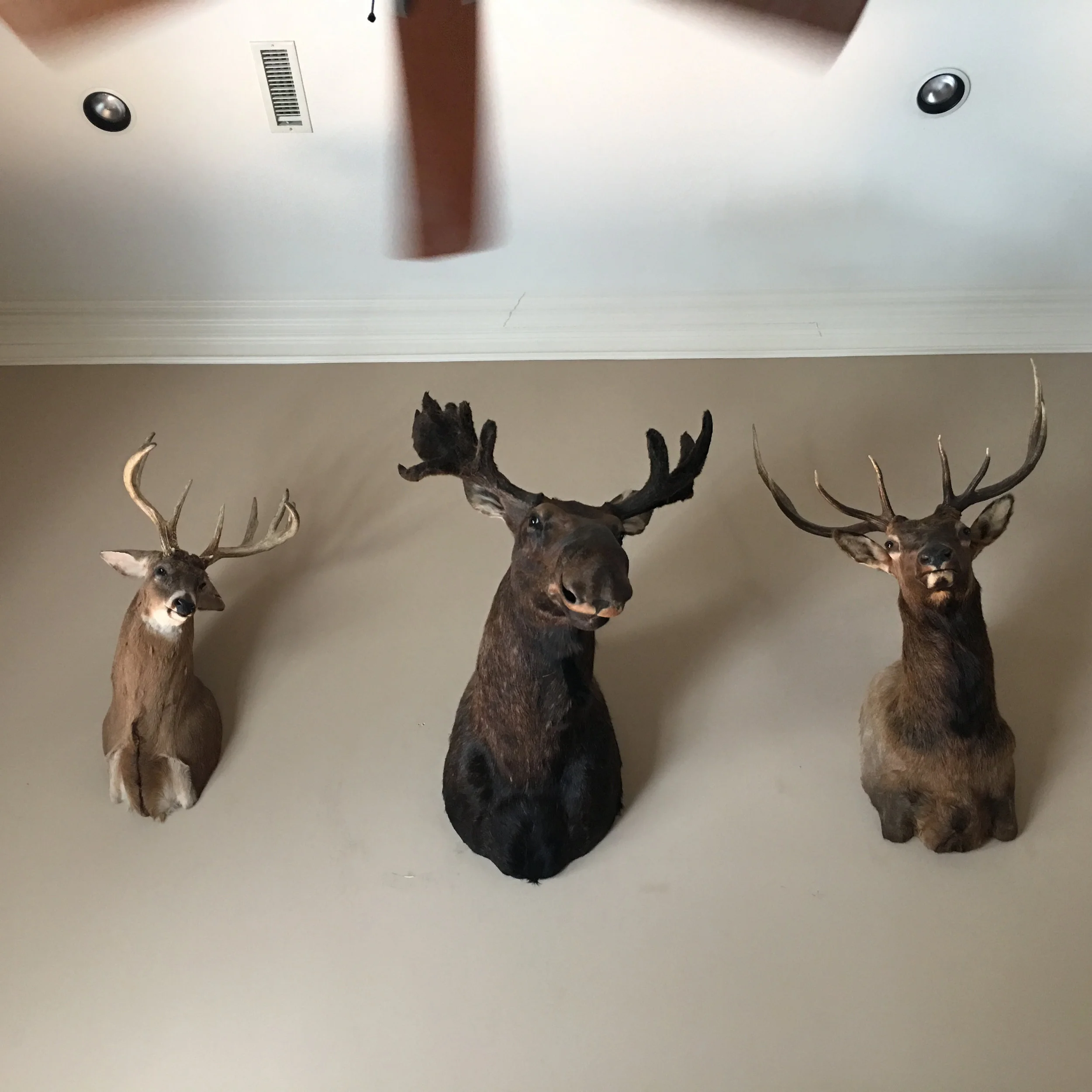Moose and Elk Taxedermy