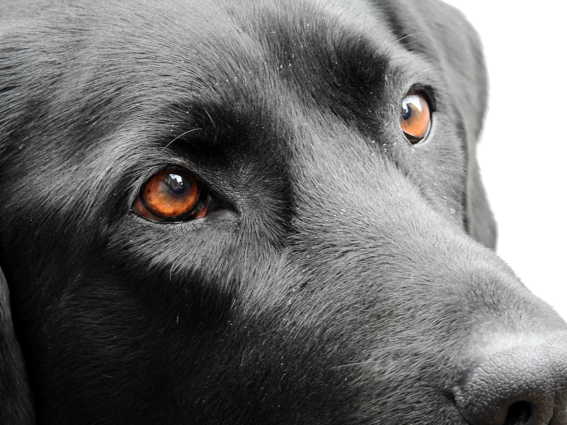 dog-1733145_1920 - Copia.jpg