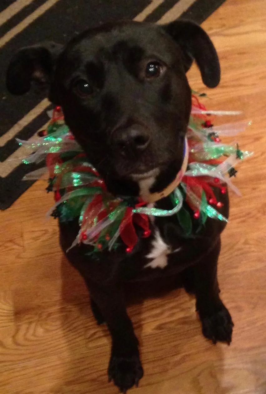 Miracle on Freedom Farm