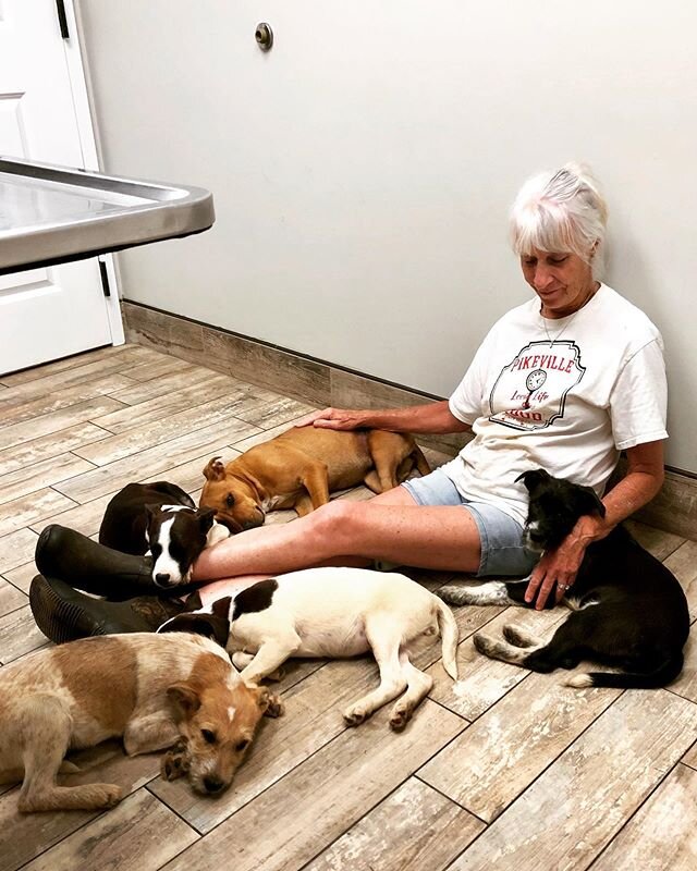Several of these puppies didn&rsquo;t want to be touched 4 days ago!  Progress!!💜